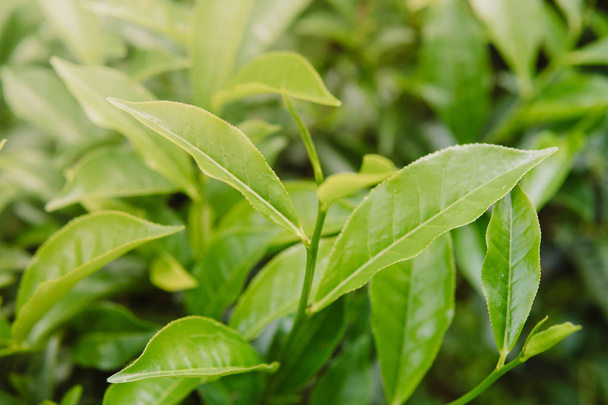 Hojas de té verde fresco en la plantación bajo el cielo del atardecer. Paisaje natural de las tierras altas de Cameron, Malasia primer plano fondo verde
 - Foto, Imagen