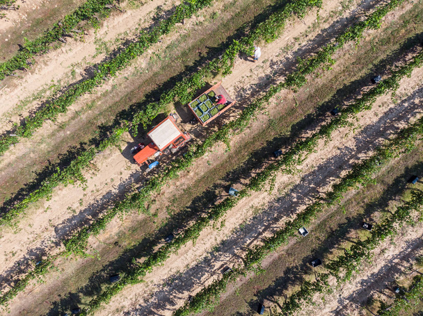 Tracteur ramassant des raisins après la récolte des boîtes
 - Photo, image