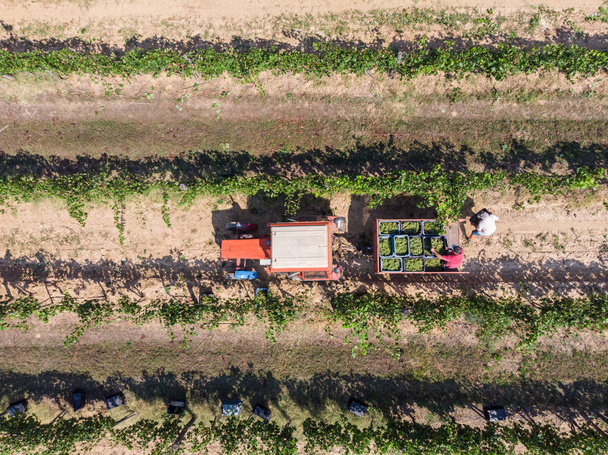 Tracteur ramassant des raisins après la récolte des boîtes
 - Photo, image