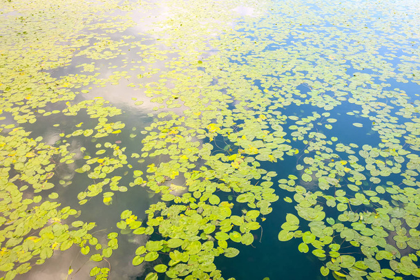 Lac Surface couverte de feuillage de nénuphars, lac Jarun, Zagreb
. - Photo, image