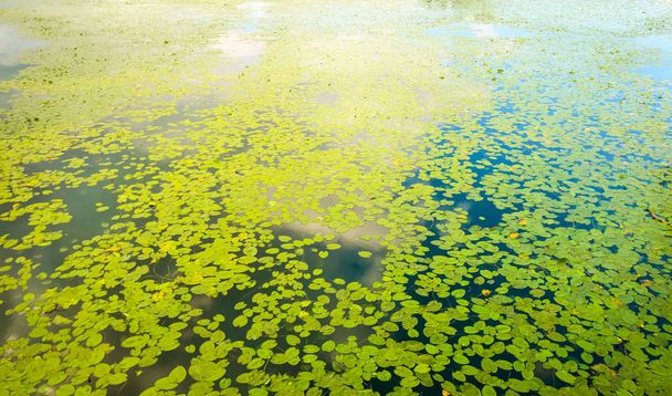Oberfläche des Sees mit Seerosenblättern bedeckt, Jarun See, Zagreb. - Foto, Bild