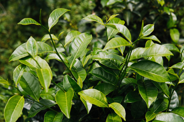 Herbata, pozostaw pole zbliżenie zielony tło - Zdjęcie, obraz