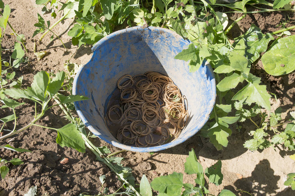 Spinachs sadece yerel grup ekolojik çiftlikte toplanan. Rubberbands kova - Fotoğraf, Görsel