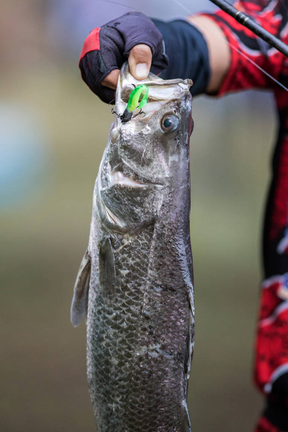 White sea bass in the fishing tournament - Photo, Image