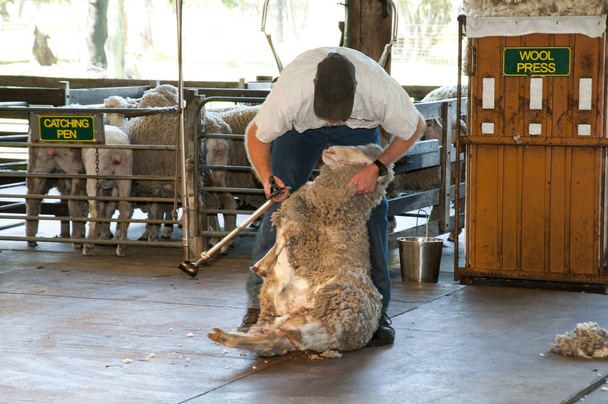 Стрижка овец в Австралии
 - Фото, изображение