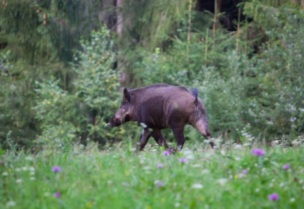 Wild boar (sus scrofa ferus) walking in summer field - 写真・画像