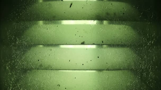 Zachte gericht groen gecraqueleerd glas lamp licht en vliegende mieren met andere kleine insecten - Video