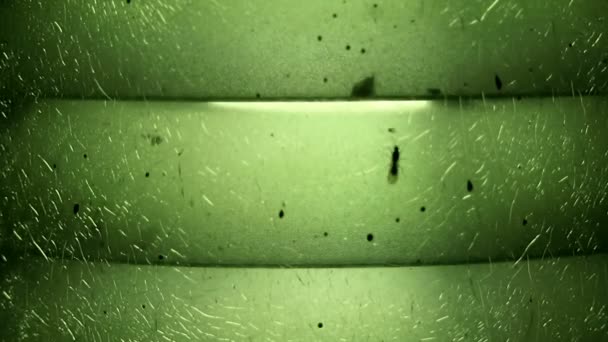 Wazig groen gecraqueleerd glas lamp licht en vliegende mieren - Video