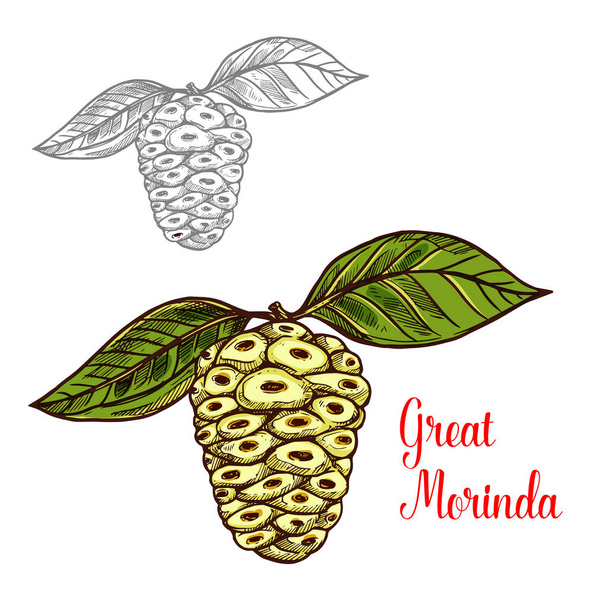 Great morinda or mulberry tropical fruit sketch - Vector, Image