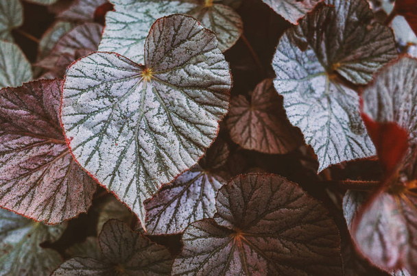 Nature Leaves Texture Background. - Foto, Imagem