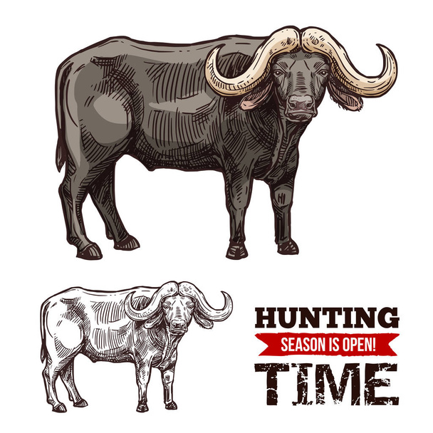 African cape buffalo or desert ox mammal animal - Vector, Image