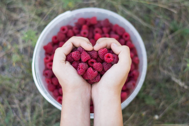 Fresh ripe raspberries in the palms, folded heart. Summer food, vitamins. Summer background. - Photo, Image