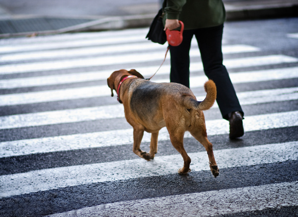 Mies koiran kanssa ylittämässä katua
 - Valokuva, kuva