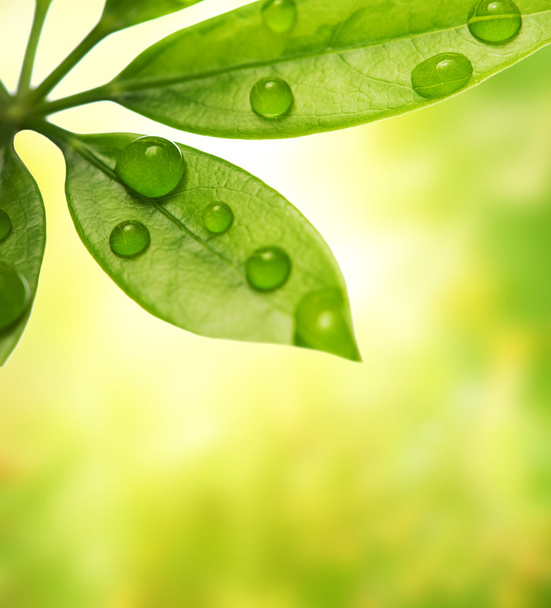 Green leaf over blurred background - Photo, Image
