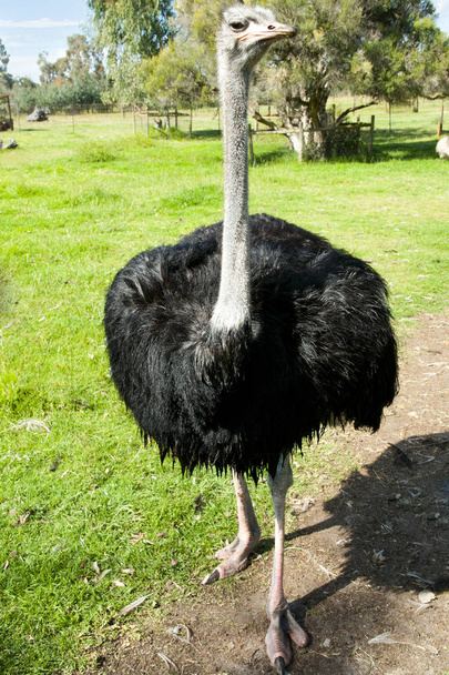 Ostrich in een weiland - Foto, afbeelding