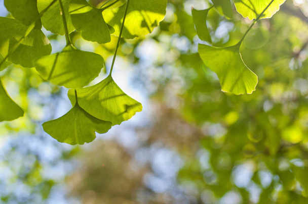 Зеленые листья на золотом солнце. Естественный размытый фон. Gingko biloba листья в природе с солнечным светом
 - Фото, изображение