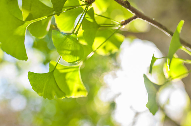 grüne Blätter in goldenem Sonnenschein. natürlichen unscharfen Hintergrund. Ginkgo biloba Blätter in der Natur bei Sonnenschein - Foto, Bild