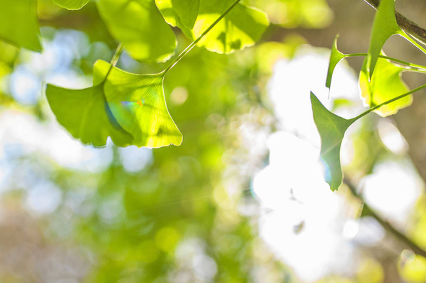 Green leaves in golden sunshine. Natural blurred background. Gingko biloba leaves in nature with sunshine - Foto, Imagem