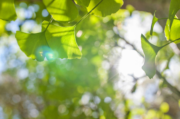 Green leaves in golden sunshine. Natural blurred background. Gingko biloba leaves in nature with sunshine - Photo, Image