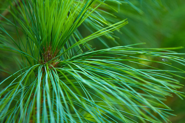 uzun çam yeşil iğne ve dalları yakın çekim, Doğa arka plan - Fotoğraf, Görsel