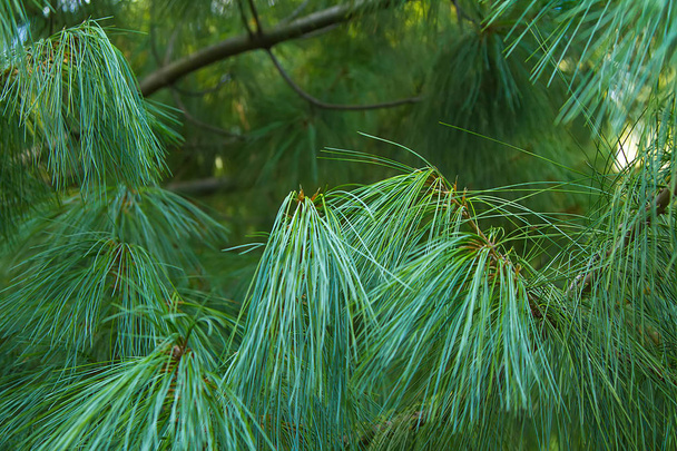 длинные сосновые зеленые иглы и ветви крупным планом, природный фон
 - Фото, изображение