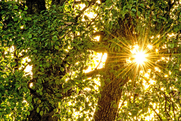 Sun shines through a foliage roof in the back light - Photo, Image