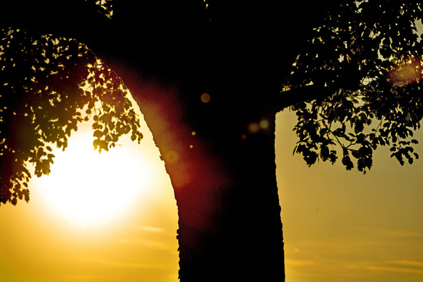 захід сонця в літній час з листям дерева
 - Фото, зображення