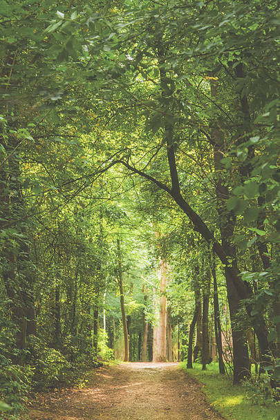 tunnel of green trees, a path in the distance. Perspective frame. Summer is waiting for autumn, appeared on earth the first dry leaves - Foto, Imagen