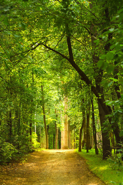 tunnel of green trees, a path in the distance. Perspective frame. Summer is waiting for autumn, appeared on earth the first dry leaves - Photo, Image