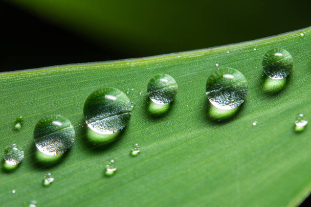 water drops on leaf green. - Photo, image