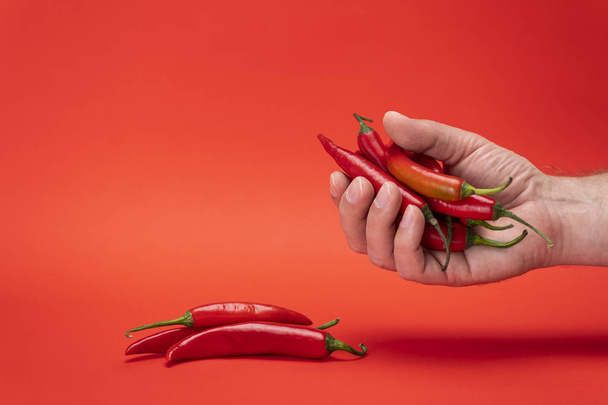 Image of red narrow long spicy chili peppers and men's hand holding chilli isolated on the red background - Fotó, kép