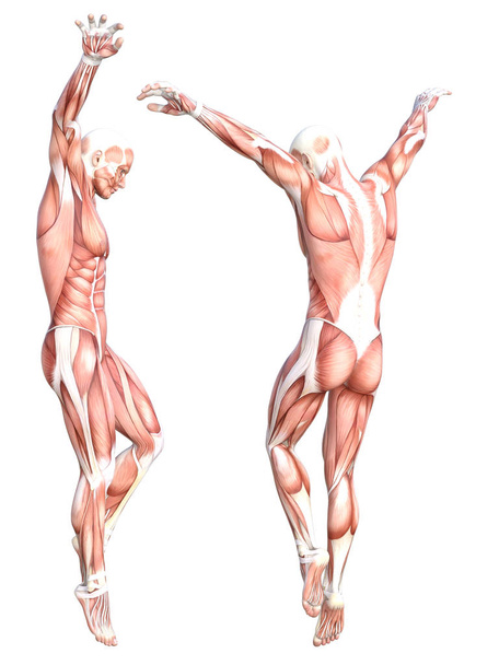 Fogalmi anatómia egészséges bőr nélküli emberi test izomrendszer készlet. Atléta fiatal felnőtt férfi pózol az oktatás, fitness sport, orvostudomány elszigetelt fehér háttérrel. Biológia tudomány 3D illusztráció - Fotó, kép