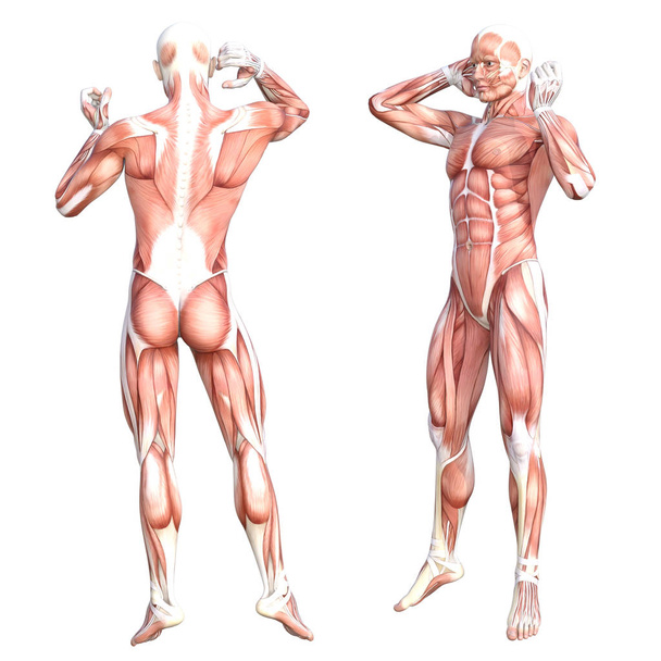 Conceptuele anatomie gezonde huidloze menselijke spierstelsel set. Atletische jonge volwassen man poseren voor onderwijs, fitness sport, geneeskunde geïsoleerd op witte achtergrond. Biologie wetenschap 3D illustratie - Foto, afbeelding