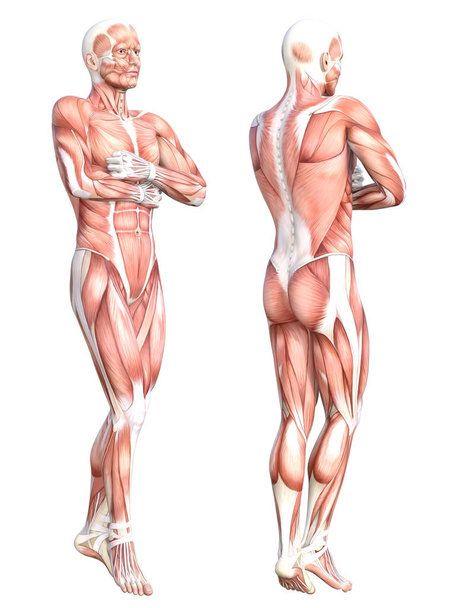 Konzeptionelle Anatomie gesundes, hautloses Muskelsystem des menschlichen Körpers. Sportlicher junger erwachsener Mann, der für Bildung, Fitnesssport, Medizin isoliert auf weißem Hintergrund posiert. Biologie Wissenschaft 3D Illustration - Foto, Bild
