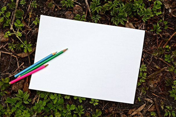 hoja de papel blanco en blanco y lápices de colores en el suelo entre las plantas verdes
 - Foto, Imagen