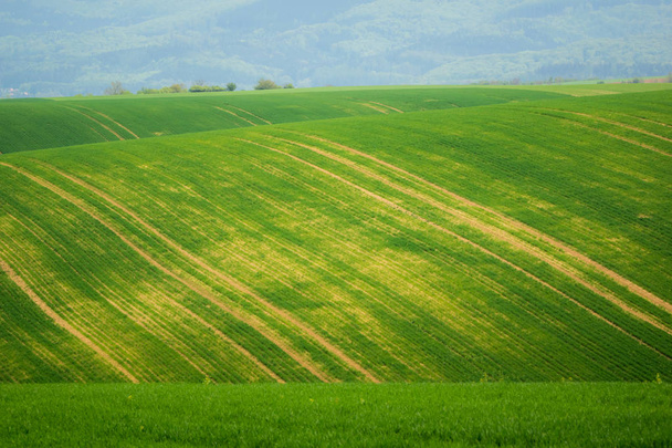 Moravische velden bij spring in de buurt van Litencice, Tsjechië - Foto, afbeelding