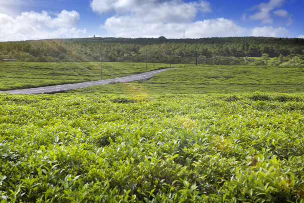 The road through tea plantations on Mauritius - Foto, immagini
