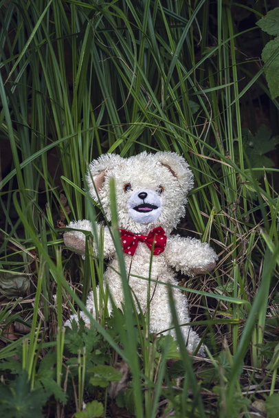 クマのぬいぐるみおもちゃで放棄のイメージ左側、緑色の背の高い草の層で、地面に見捨てられた憂鬱な日. - 写真・画像