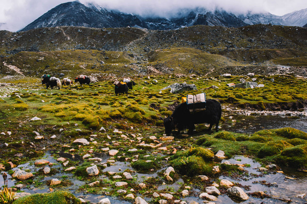 Yaks carrying weight in Nepal. Himalayan mountains with yellow-green grass, small river and caravan of yaks with bags. Travel in Himalayas. Way to the Everest base camp. - Foto, Imagem