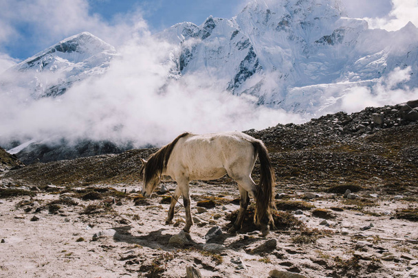 Sharp gray rocky peaks with traces of an glacier. Mountain landscape of the Himalaya. Edges of the cliff. Horses in Himalaya mountains. Nature background. Everest base camp trek in Nepal. - Foto, afbeelding