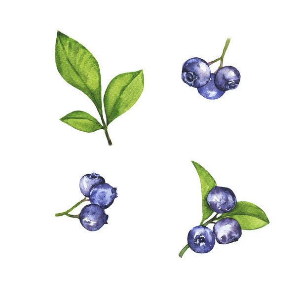 Blueberries and fresh green leaves on white background - Foto, Imagen