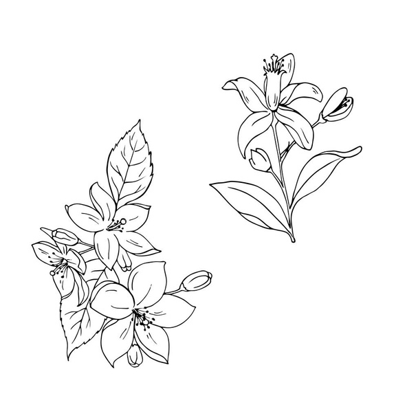 Amazing sketch flowers on white background - Vector, Imagen