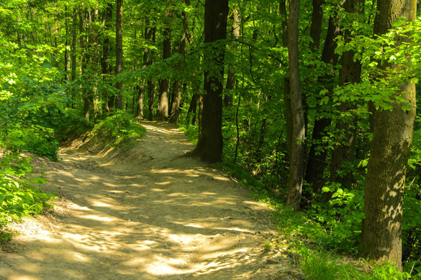 Un sentiero di ghiaia vuoto in una fitta foresta verde circondata da alberi alti sullo sfondo del sole che li attraversa
. - Foto, immagini