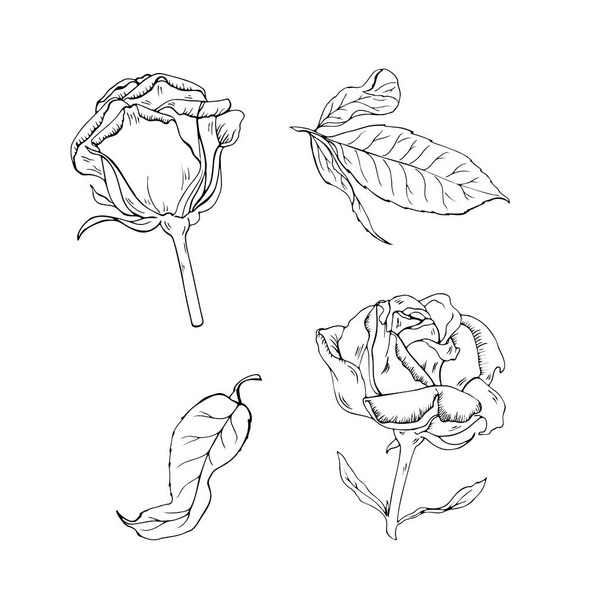 Beautiful outline roses on white background - Vector, Image