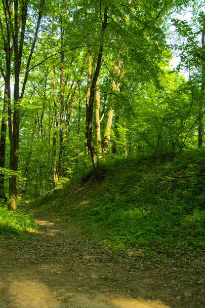 Μια κενή χαλίκι μονοπάτι μέσα σε πυκνό πράσινο δάσος που περιβάλλεται από ψηλά δέντρα φόντο τον ήλιο που διέρχεται από τους. - Φωτογραφία, εικόνα