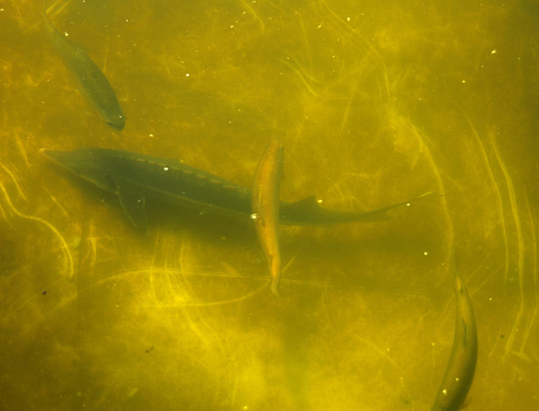 Большая группа рыб кружит в мрачном пруду, вид сверху на речную форель и осетра на рыбной ферме
. - Фото, изображение