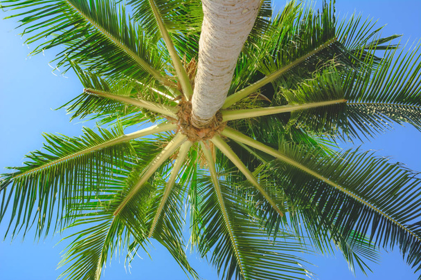 Яскраво-зелене величезне пальмове листя вид під деревом
 - Фото, зображення