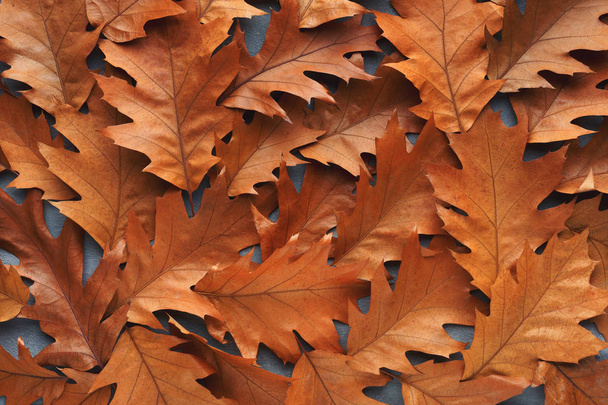 Fall oak leaves background closeup - Foto, Imagem