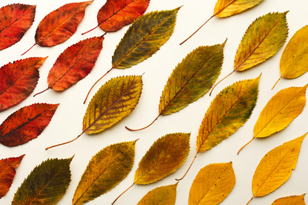 Jasan na podzim listy vzor izolovaných na bílém pozadí - Fotografie, Obrázek