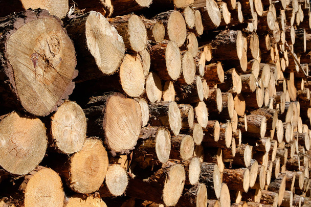 logs of trees - Chopped wood logs - Valokuva, kuva